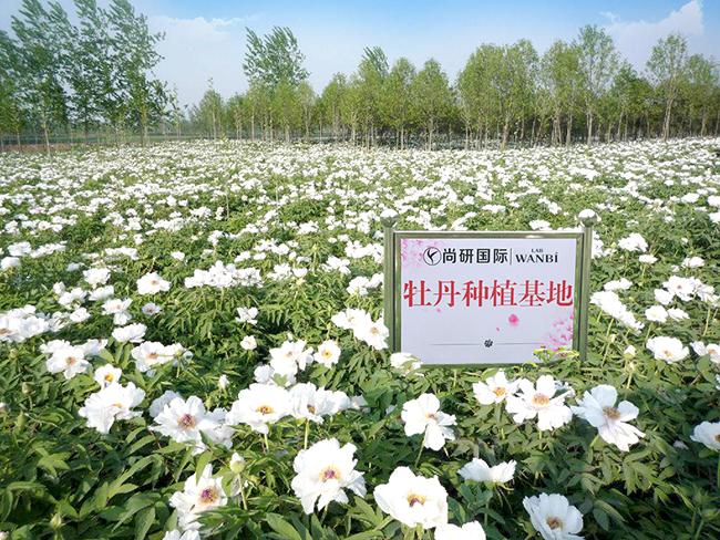 实力彰显！丸碧再获第41届洛阳牡丹米乐平台 M6文化节指定专用化妆品(图5)